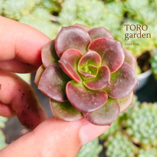 Sen đá nhật nguyệt Đà Lạt size mini cây cảnh trang trí nhà cửa Toro garden