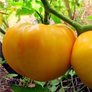 Hạt giống cà chua trái tim vàng 30 hạt (TẶNG gói kích thích hỗ trợ hạt nảy mầm)