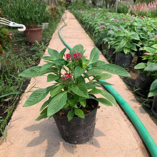 Hoa Diễm Châu Đang Nụ Và Hoa[ CÂY NHƯ HÌNH]
