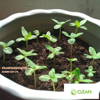 Hạt Giống Hoa Huyền Sâm Cực Đẹp Mix Màu - Lucky. Mỗi Túi 50 Hạt