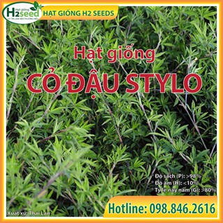Hạt Giống Cỏ Đậu Stylo - Gói 100g - Cỏ Dinh Dưỡng Cho Chăn Nuôi Bò, Dê, Cừu, Thỏ, Cá,...