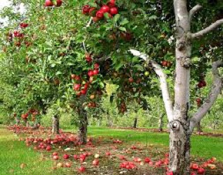 Cây giống Táo Đỏ Mỹ