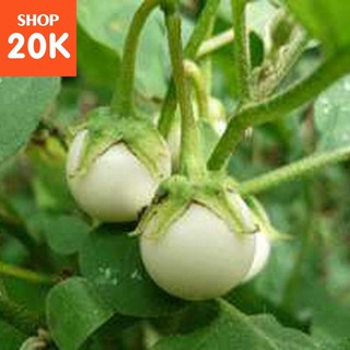 Đặc biệt Giống Cà Pháo Trắng chất lượng
