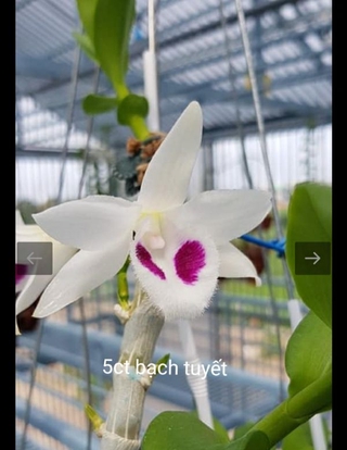 Hoa phong lan 5ct cánh trắng bạch tuyết cam kết chất lượng