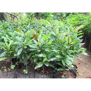CÂY GIỐNG THẦN KÌ