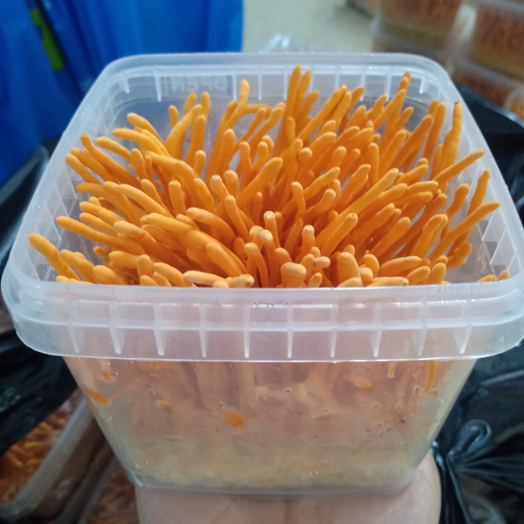 Đông trùng hạ thảo tươi, sinh khối tươi 200gr
