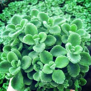 3 Cây sen thơm đủ bình to ( thoải mái tinh thần và đuổi muỗi )