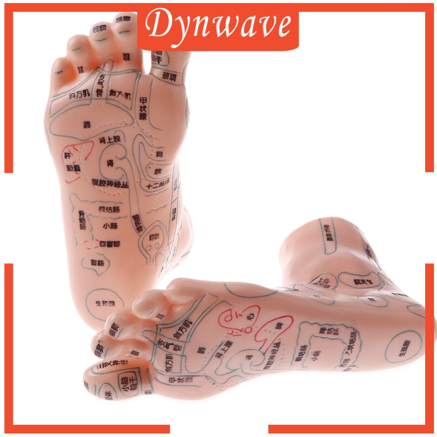 Mô Hình Châm Cứu Mát Xa Chân 19cm