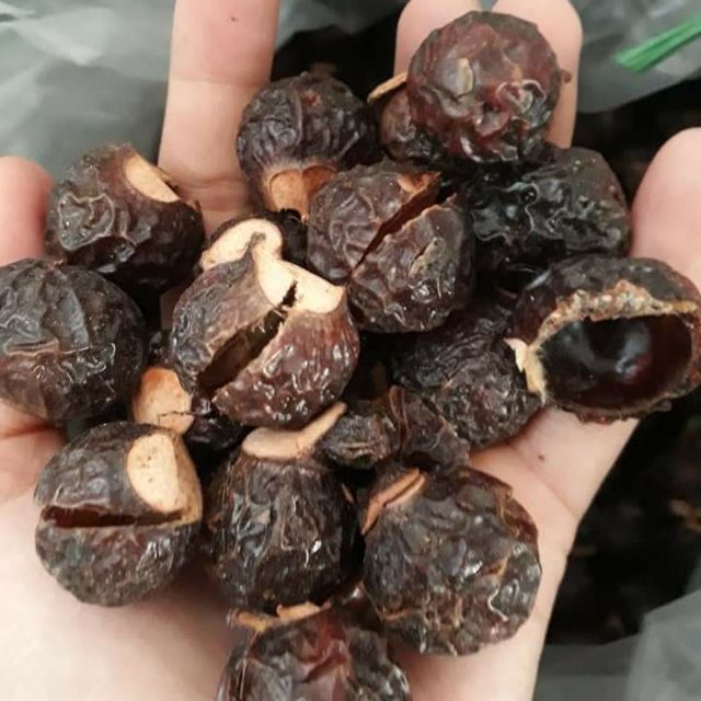 Quả bồ hòn