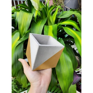 Chậu xi măng tối giản hình VUÔNG