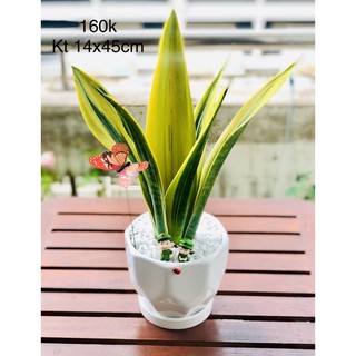 Chậu tiểu cảnh lưỡi hổ hoàng kim 14x45cm