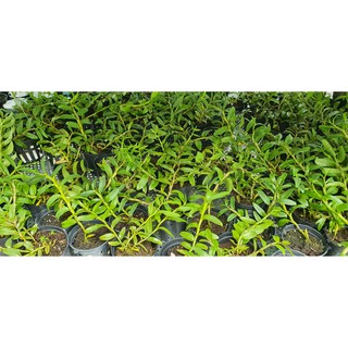 PHI ĐIỆP HỒNG MỸ NHÂN (.CÂY CHAI TỰ THỤ )