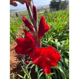 BỘ 10 củ giống hoa lay ơn hoa màu đỏ