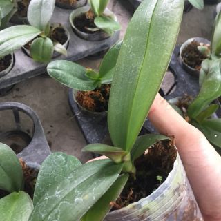 Hoa lan hồ điệp đại giống