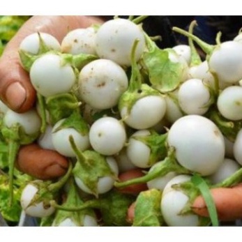 20 HẠT GIỐNG CÀ PHÁO TRẮNG CAO SẢN
