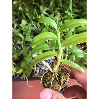 Lan trầm rồng đỏ giống ( Den Nestor)