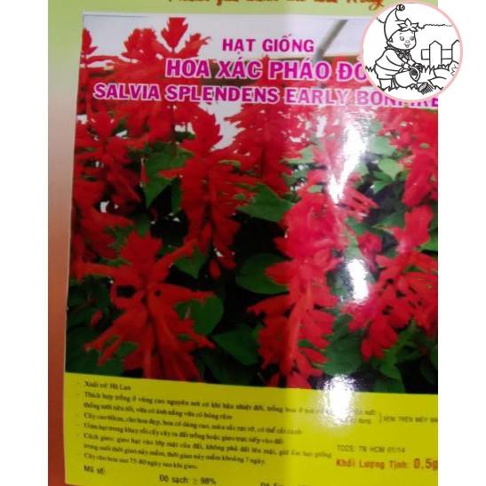 HẠT HOA XÁC PHÁO ĐỎ - GÓI 0,5 GRAM