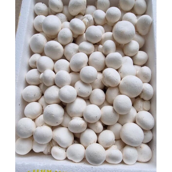 Nấm Mỡ Trắng Tươi