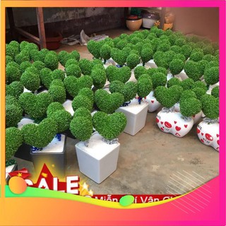 Hạt Giống Cỏ May Mắn - 100 Hạt VIETGAR