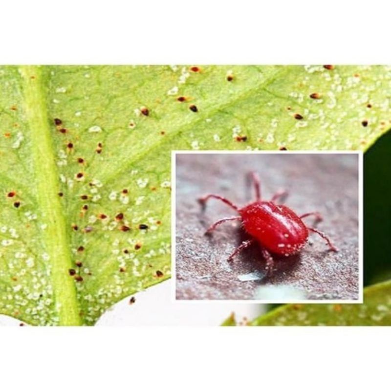 VUA TRỪ NHỆN TRĨ  LƯU DẪN 2 CHIỀU GÓI 35G