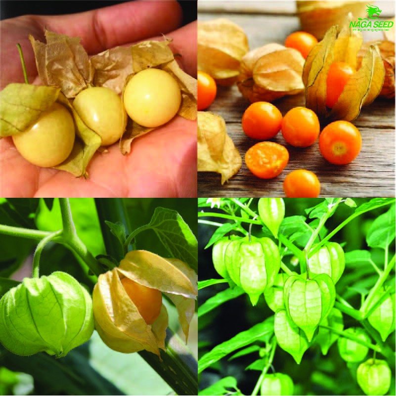 Hạt Giống Tầm Bóp Thuần Chủng, Dễ Trồng, Cây Bôm Bốp, Thù Lù Cạnh, Bùm Bụp, Lồng Đèn, Fruit And Vegetable Seeds