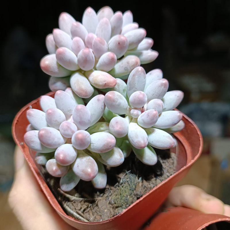 Sale 50%- Sen Đá Baby nhót hồng rất hot.