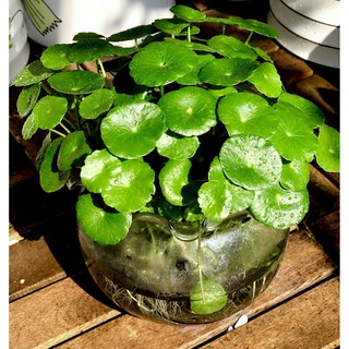 Chậu thuỷ tinh cây cỏ đồng tiền thuỷ canh