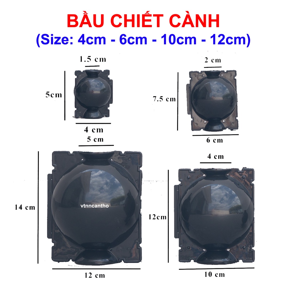 Bầu chiết cành 4cm 6cm 10cm 12cm, rễ lục bình, mụn dừa chiếc cành, kích rễ