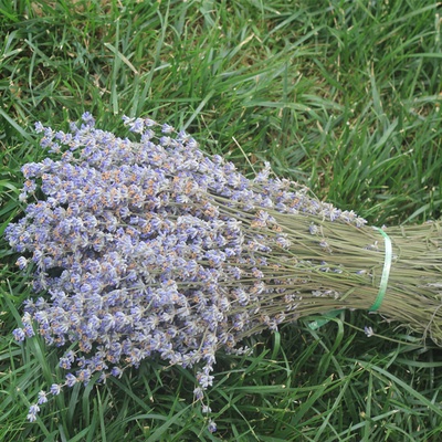 Lavender/ Oải hương khô màu trắng, thơm nồng nàn
