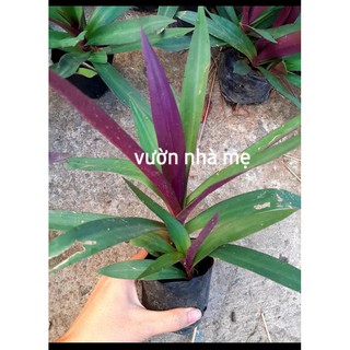 combo 5 cây lẻ bạn trồng kiểng