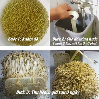 Máy Làm Giá Đỗ Bách Khoa BKST