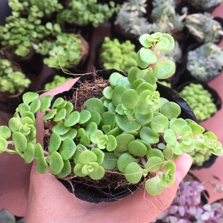🌵FREESHIP🌵SEN ĐÁ SEDUM VẢY CÁ