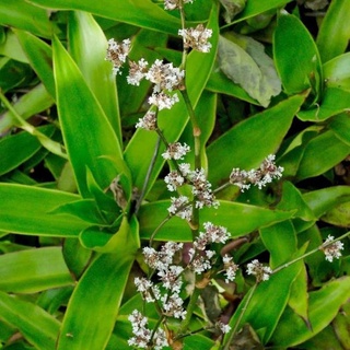 5 Cây lược vàng giống