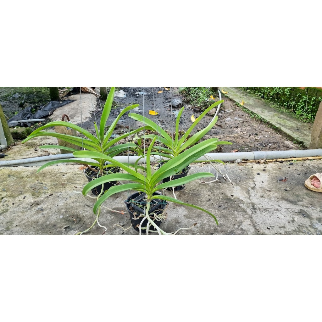 Hoa lan ngọc điểm lai Vanda