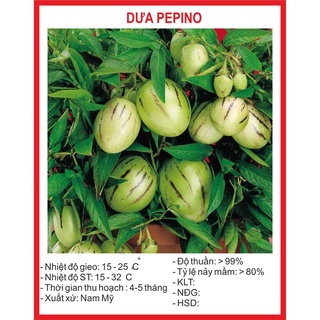 Hạt giống Dưa Pepino - 4 Hạt hạt giống bốn mùa