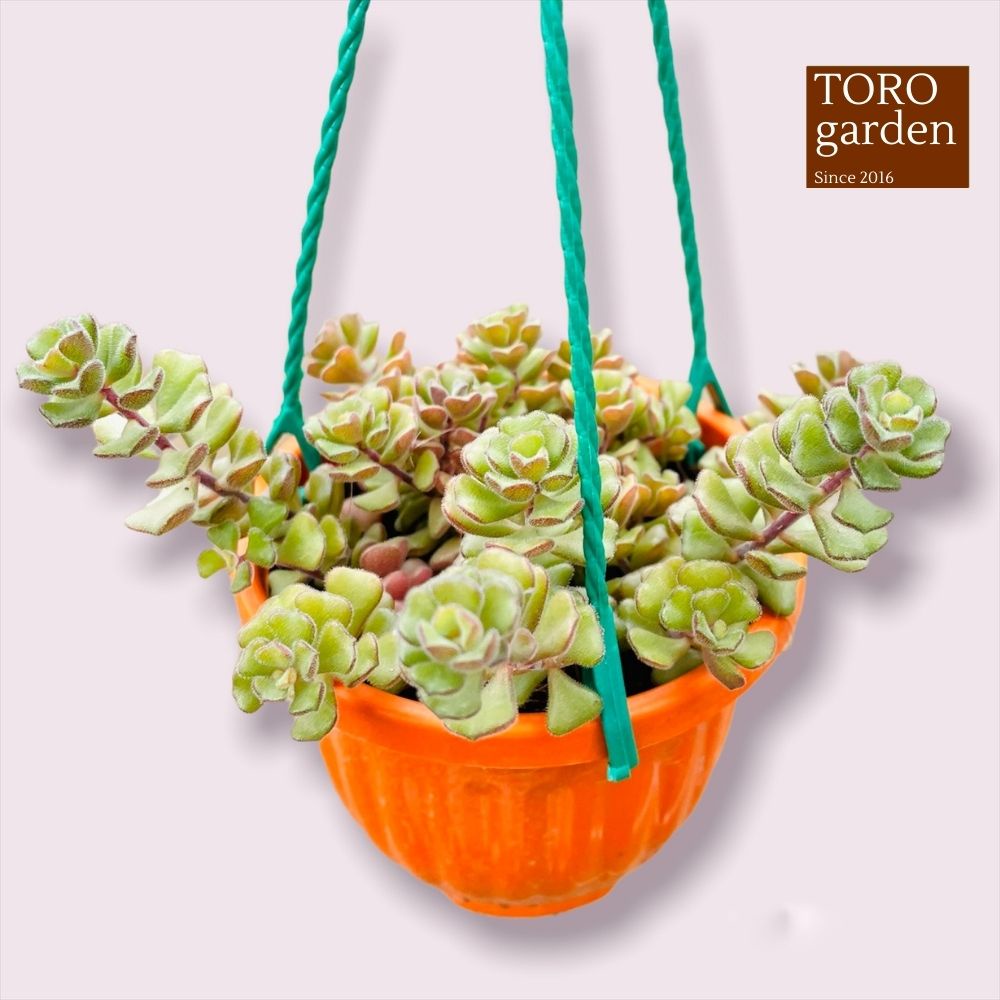 Sen đá sedum hoa hồng pháp trồng chậu treo Đà Lạt size 9cm cây cảnh trang trí nhà cửa Toro garden