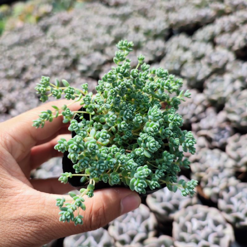Sen đá sedum cơm size bé 5-8cm, xuất xứ Đà Lạt khoẻ đẹp, lỗi 1 đổi 1