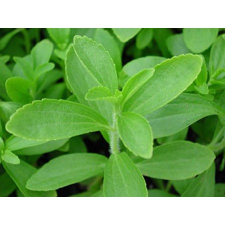 Trà lá cỏ ngọt Stevia 100gr ( loại 1, nguyên lá) | BigBuy360 - bigbuy360.vn