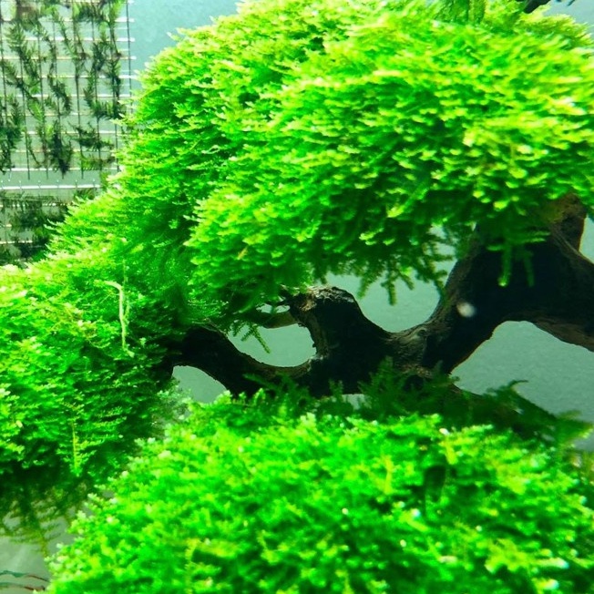 [Mã PET50K giảm Giảm 10% - Tối đa 50K đơn từ 250K] Rêu MINITAIWAN - Rêu mntw Trang Trí Bể Cá Tép, Thuỷ Sinh