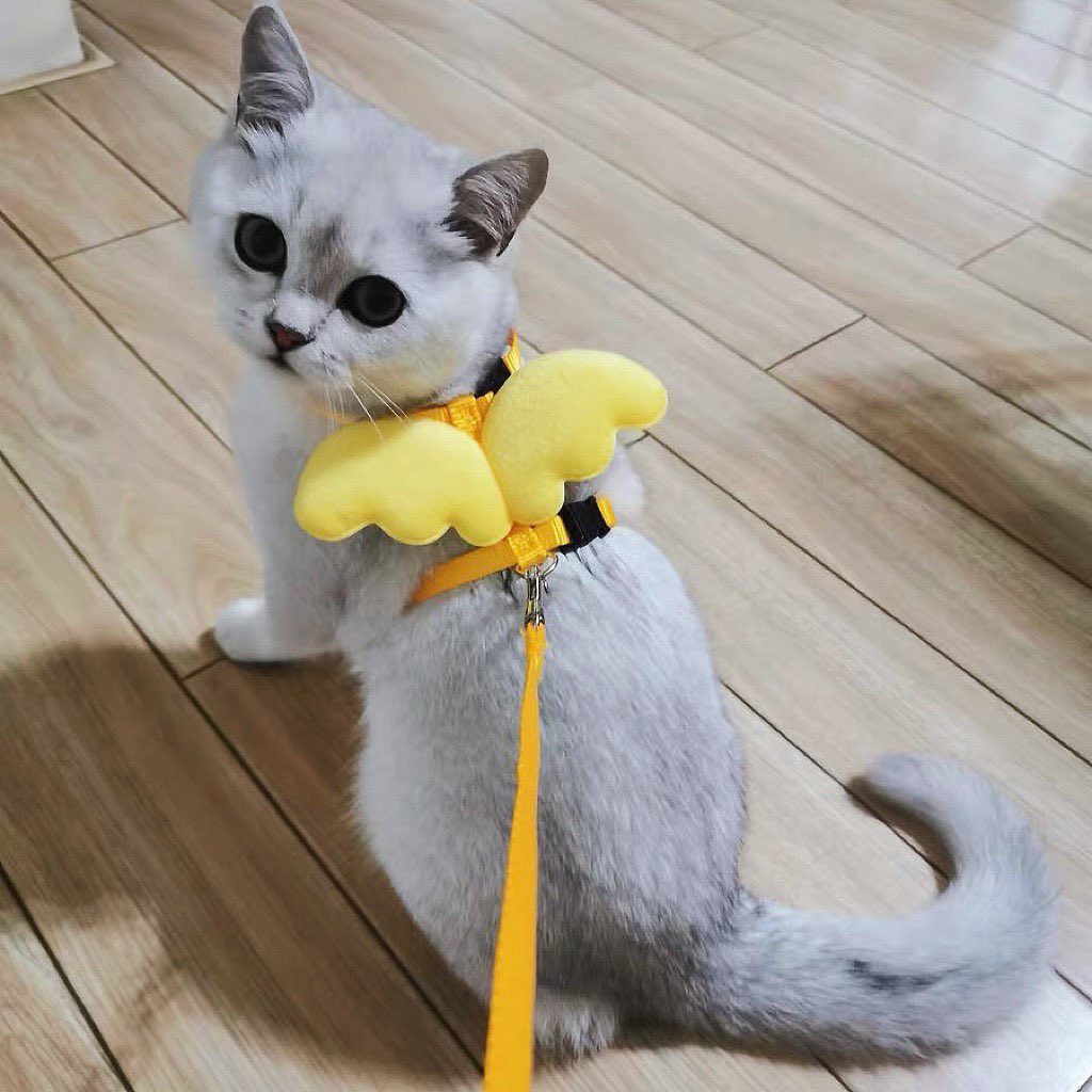 Dây Dắt Cánh Tiên Đáng Yêu
