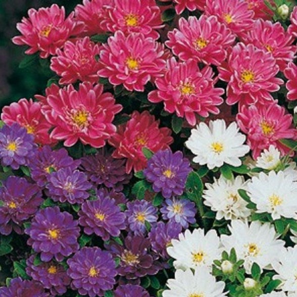 50h Hạt Giống Hoa Cúc Mâm Xôi Mix Màu 20cm luckyseed hạt siêu rẻ