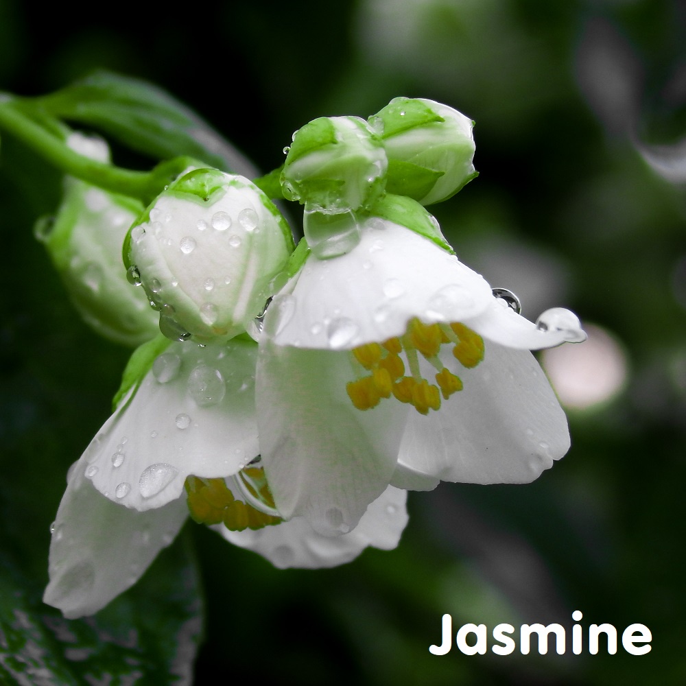 Tinh dầu hoa nhài Jasmine Essential Oil