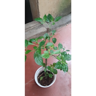 Cây giống ớt Peru Charapita siêu đắt