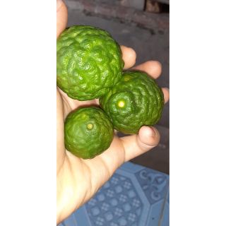 100g trái chúc, dùng làm món chấm cho gà hấp lá chúc, hương vị thơm ngon