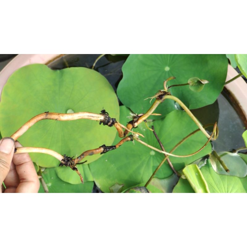 Combo củ ngó sen các loại