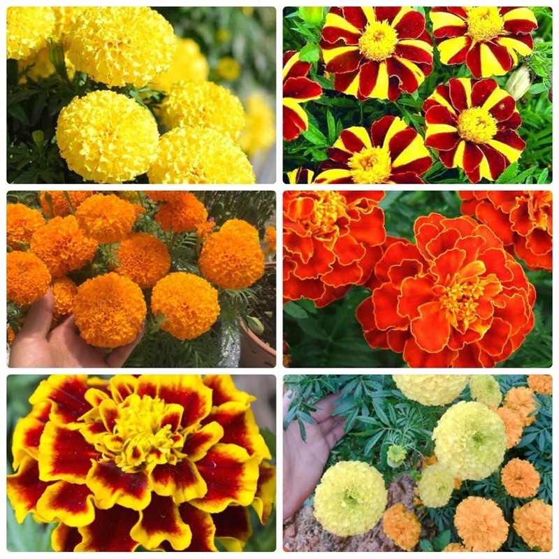 Combo Hạt giống hoa trồng Ban công dễ trồng gói zin