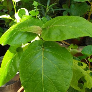 Cây cà chua thân gỗ