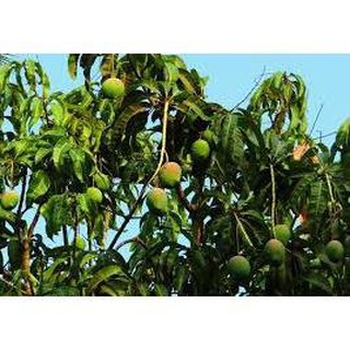 Sản phẩm cây giống XOÀI CÁT HÒA LỘC - Giống chuẩn F1 - Siêu sai quả ngon, ngọt + Tặng (0,3kg) phân hữu cơ cao cấp