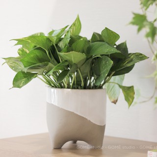 Chậu gốm trồng cây 2 màu, trang trí nhà cửa