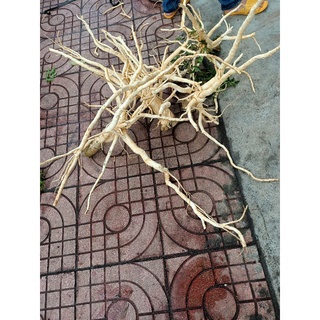 2kg củ đinh lăng tươi